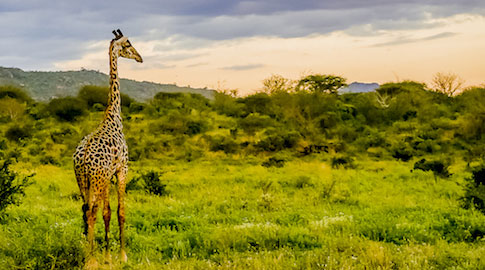 Kenya Luxury Safari