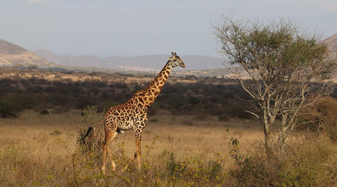 Kenya Luxury Safari