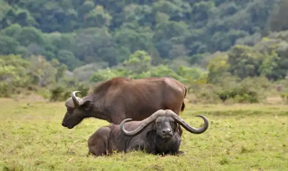 7 Days Tanzania Birding & Big Game Safari