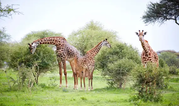 8 Days Amazing Tanzania