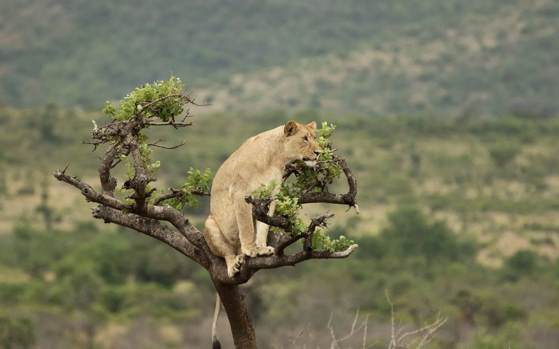 Akagera Wildlife
