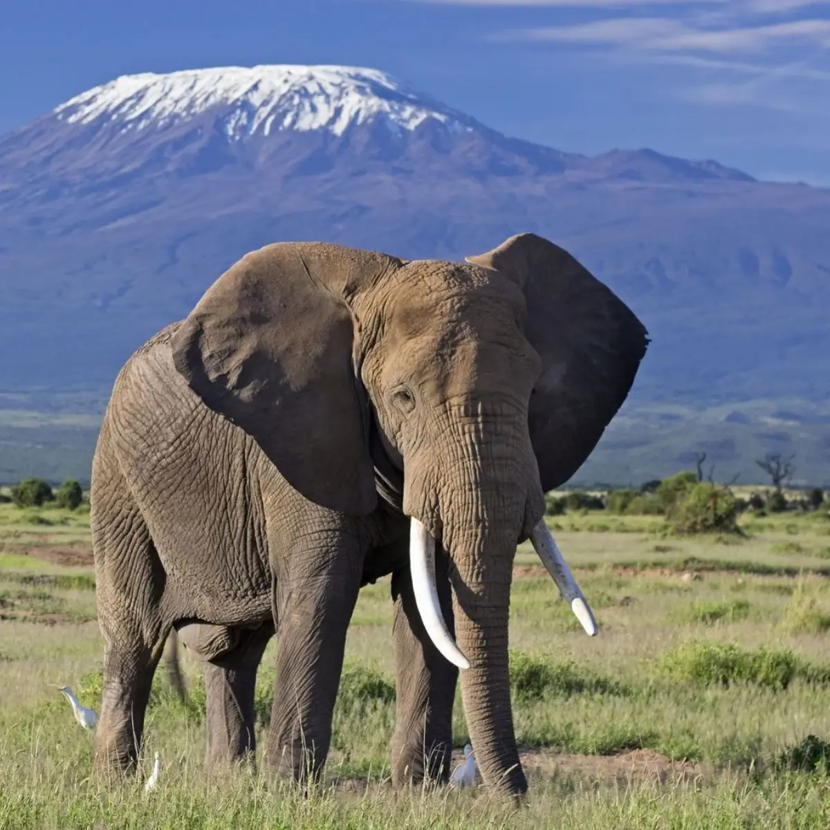 Amboseli National Park