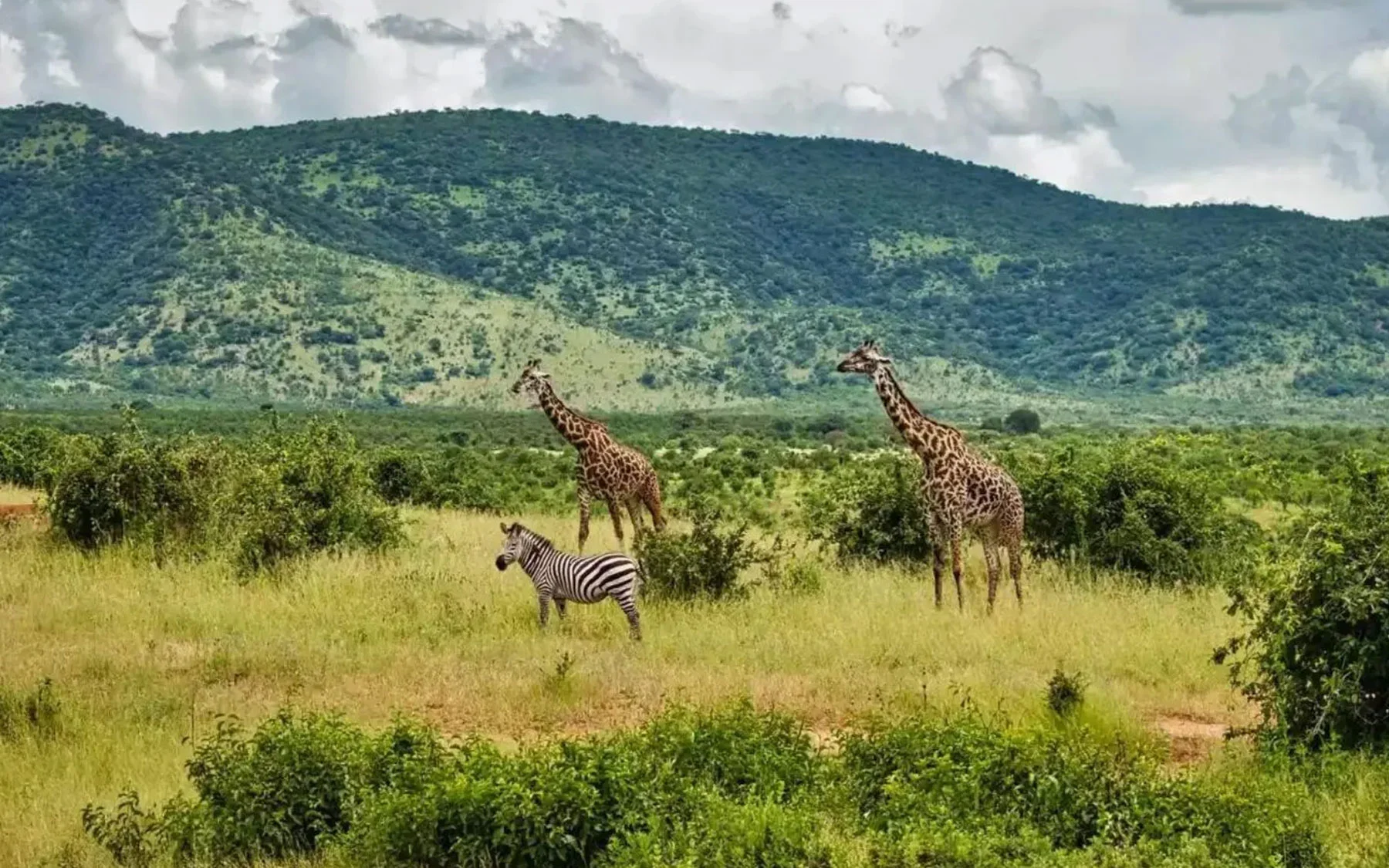 Arusha Wildlife