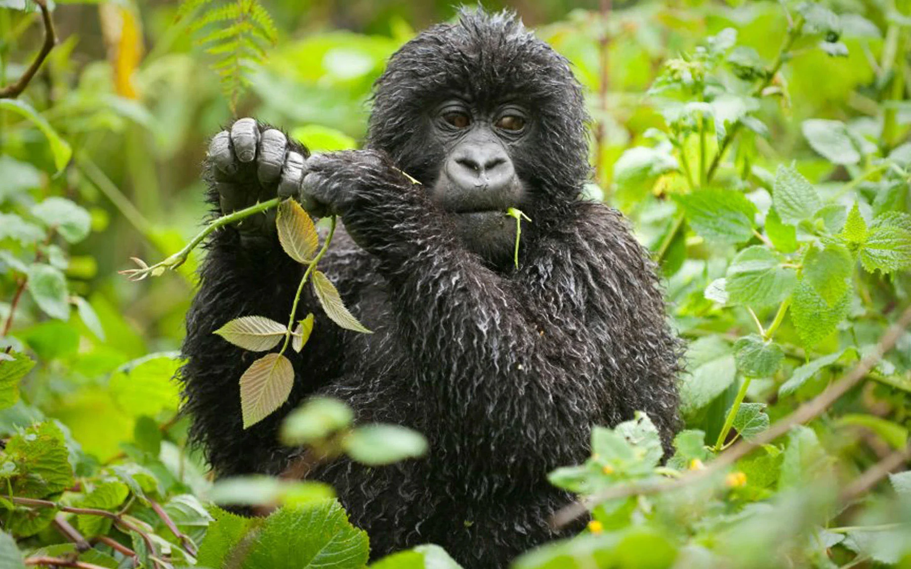 Bwindi Impenetrable Wildlife