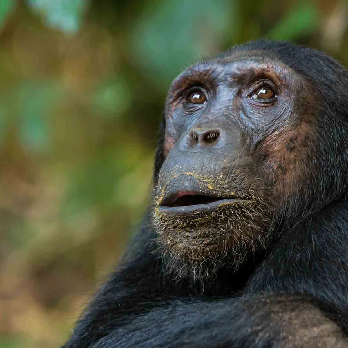 Gishwati-Mukura National Park 