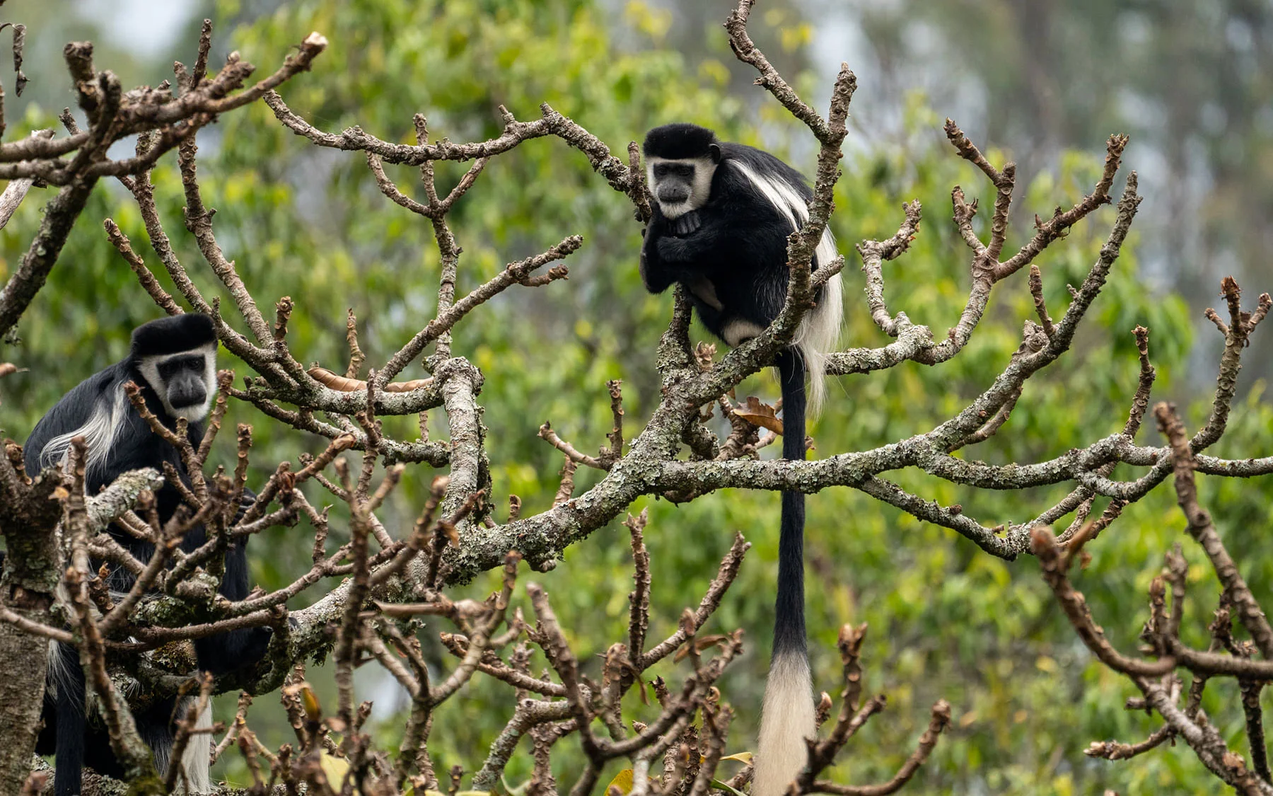 Gishwati-Mukura Wildlife