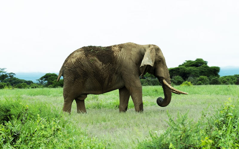 Amboseli National Park