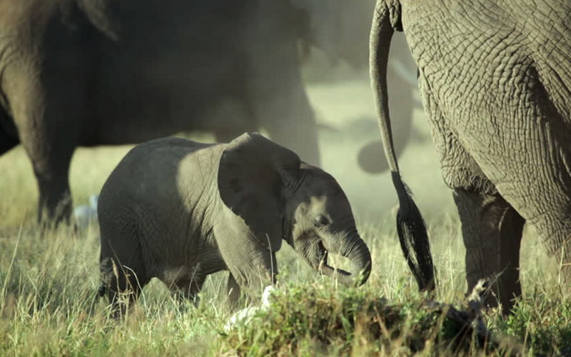 Amboseli National Park