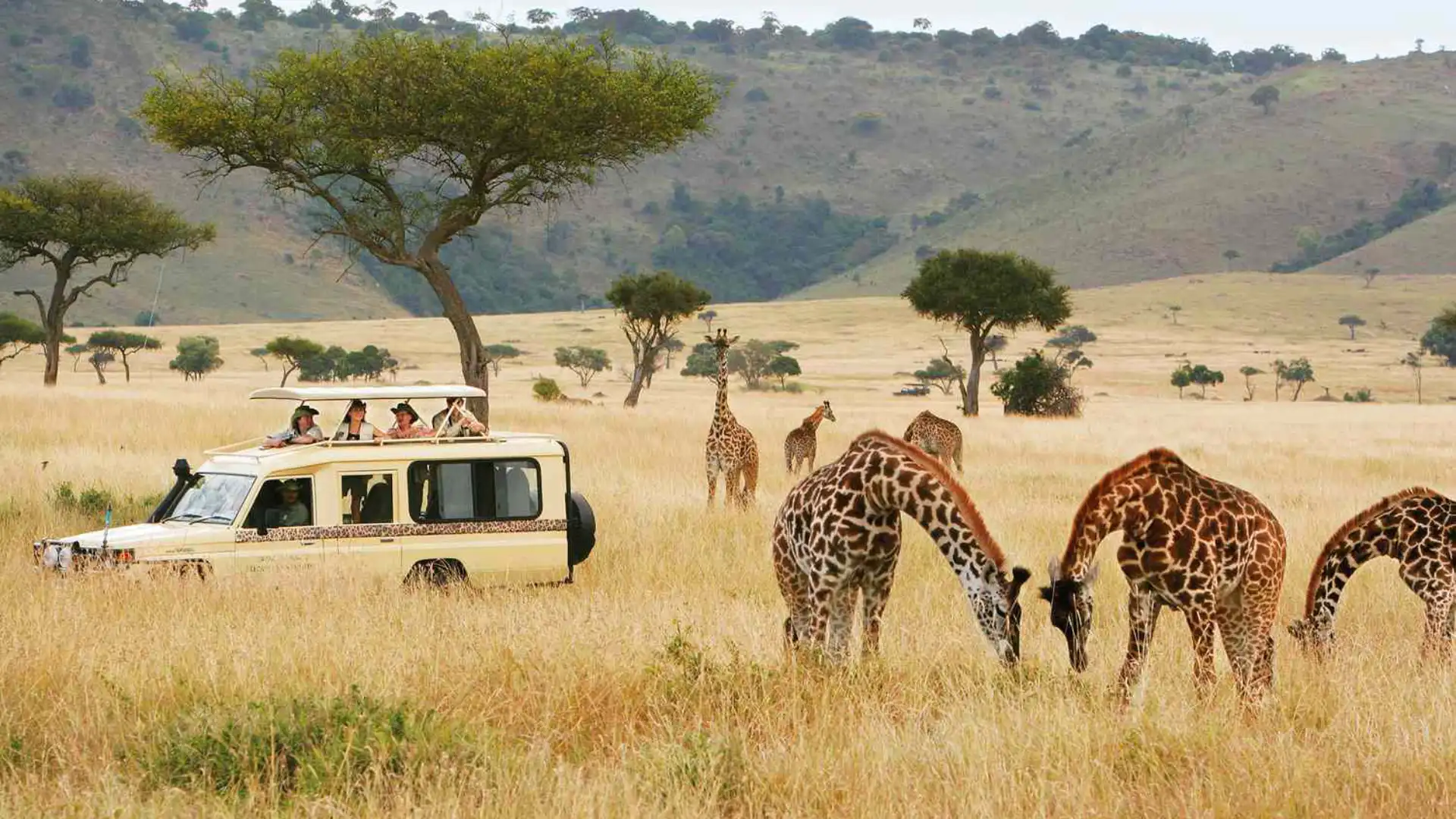 African Safari