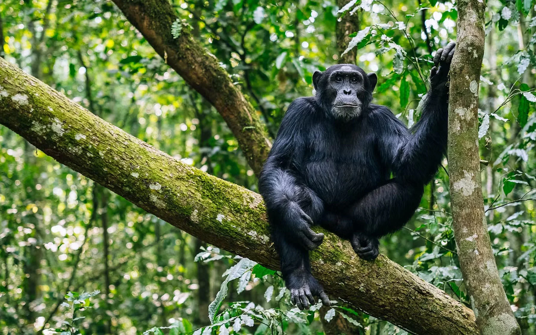 Kibale Wildlife