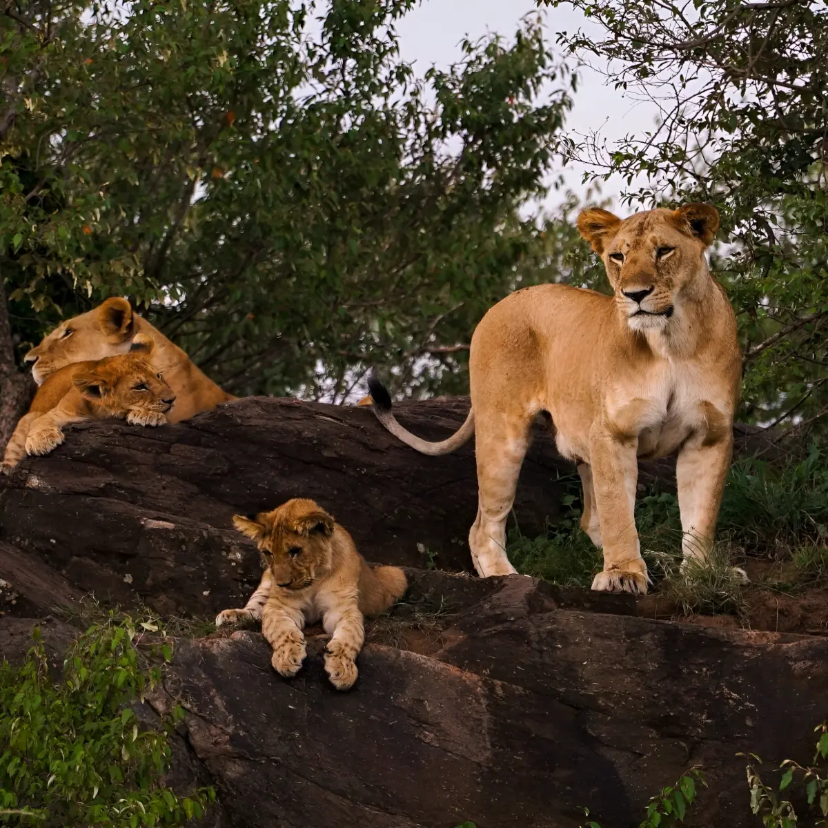 Kidepo Valley National Park