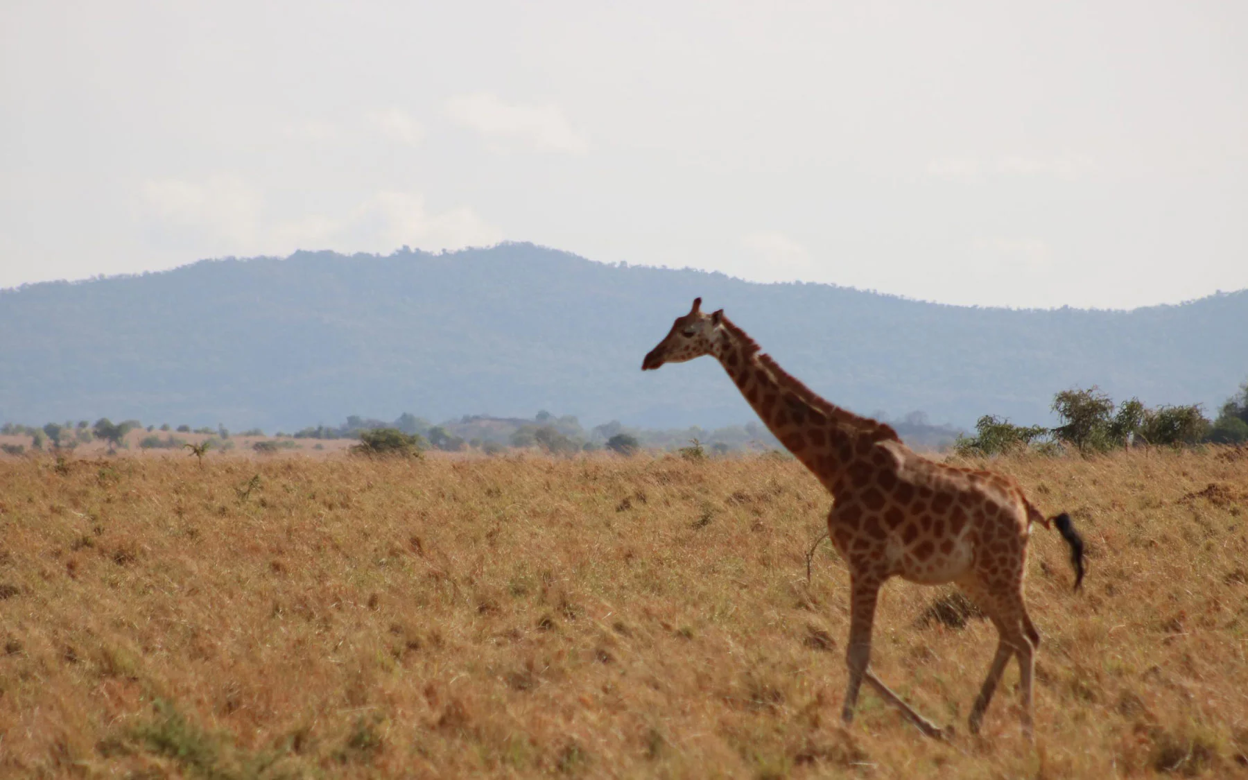 Kidepo Valley Wildlife
