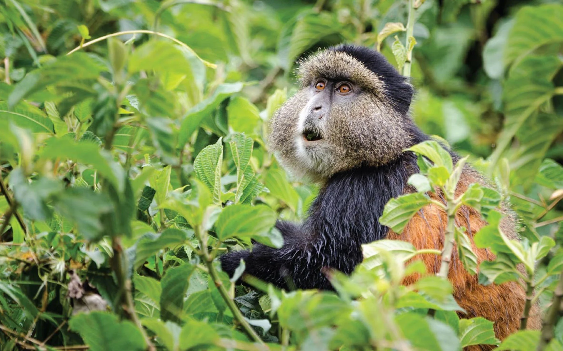 Lake Kivu Wildlife