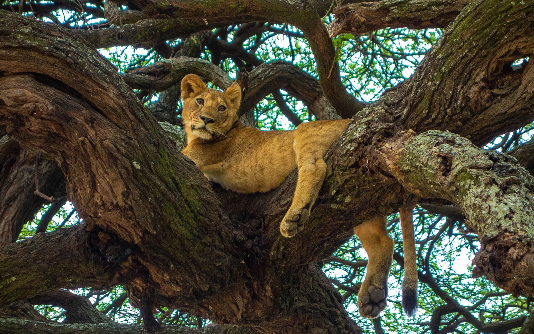 Lake Manyara Wildlife