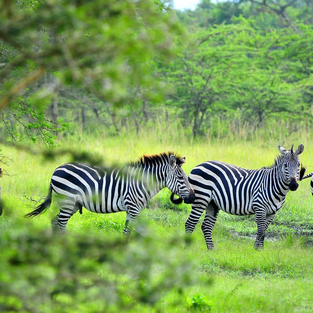 Lake Mburo National Park 