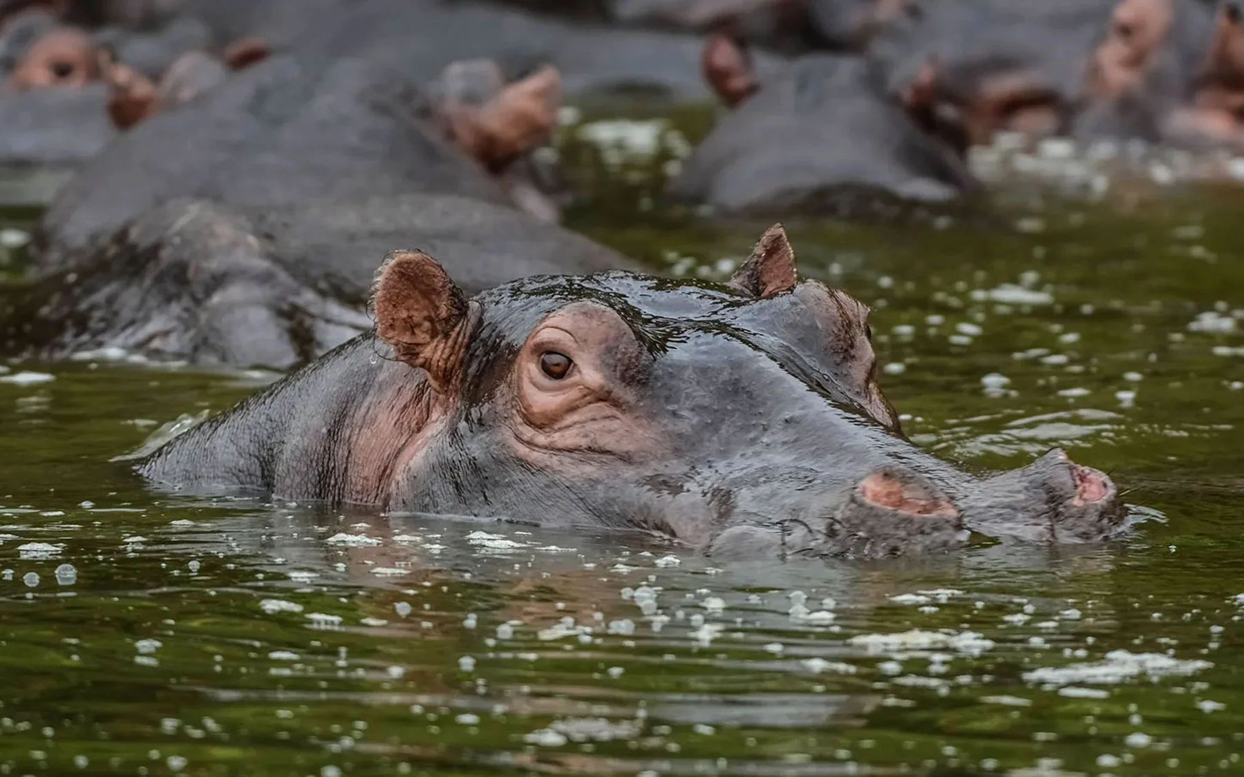 Lake Mburo Wildlife