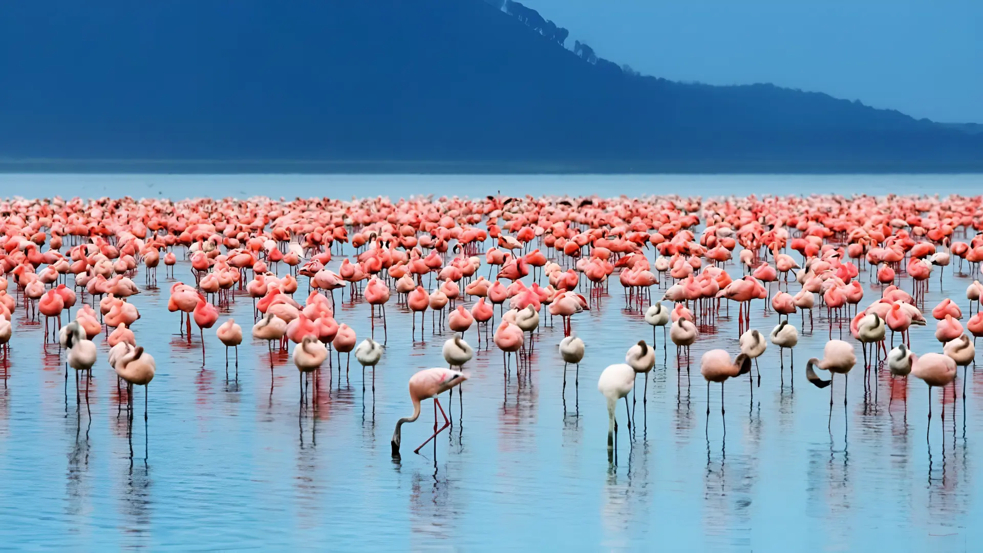 Lake Nakuru National Park