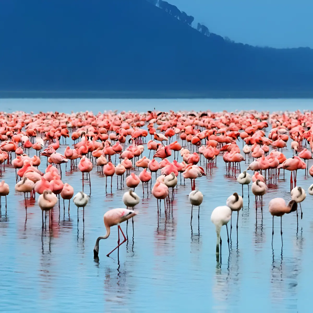 Lake Nakuru National Park