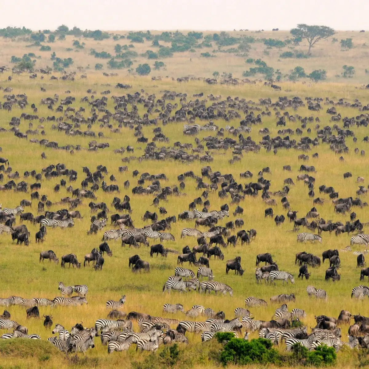 Masai Mara National Reserve