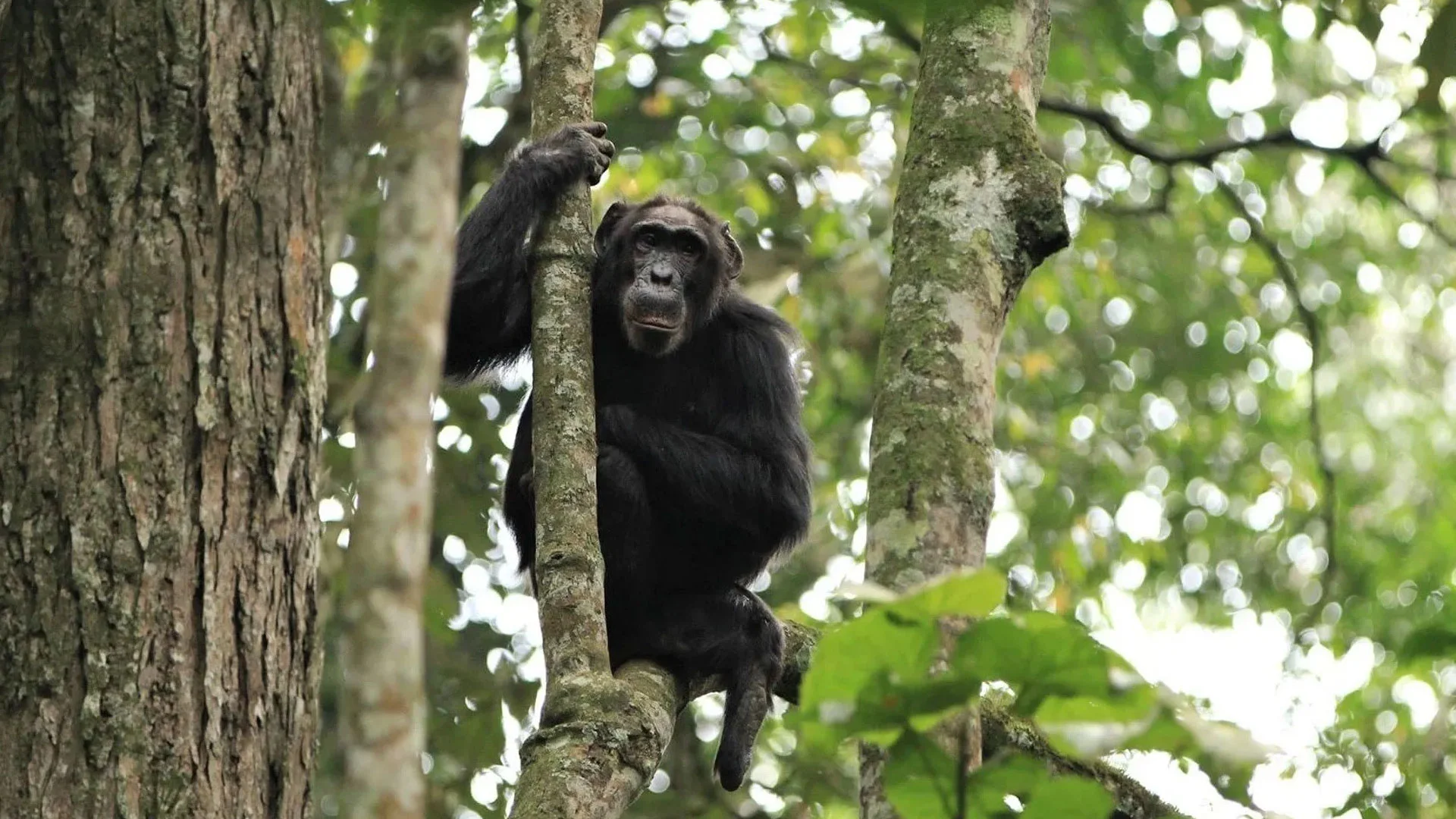Nyungwe National Park