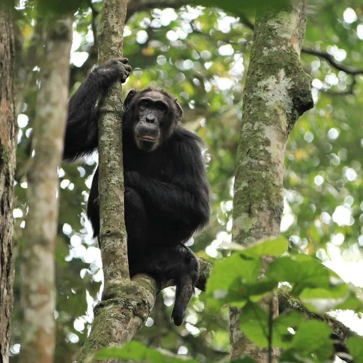 Nyungwe National Park