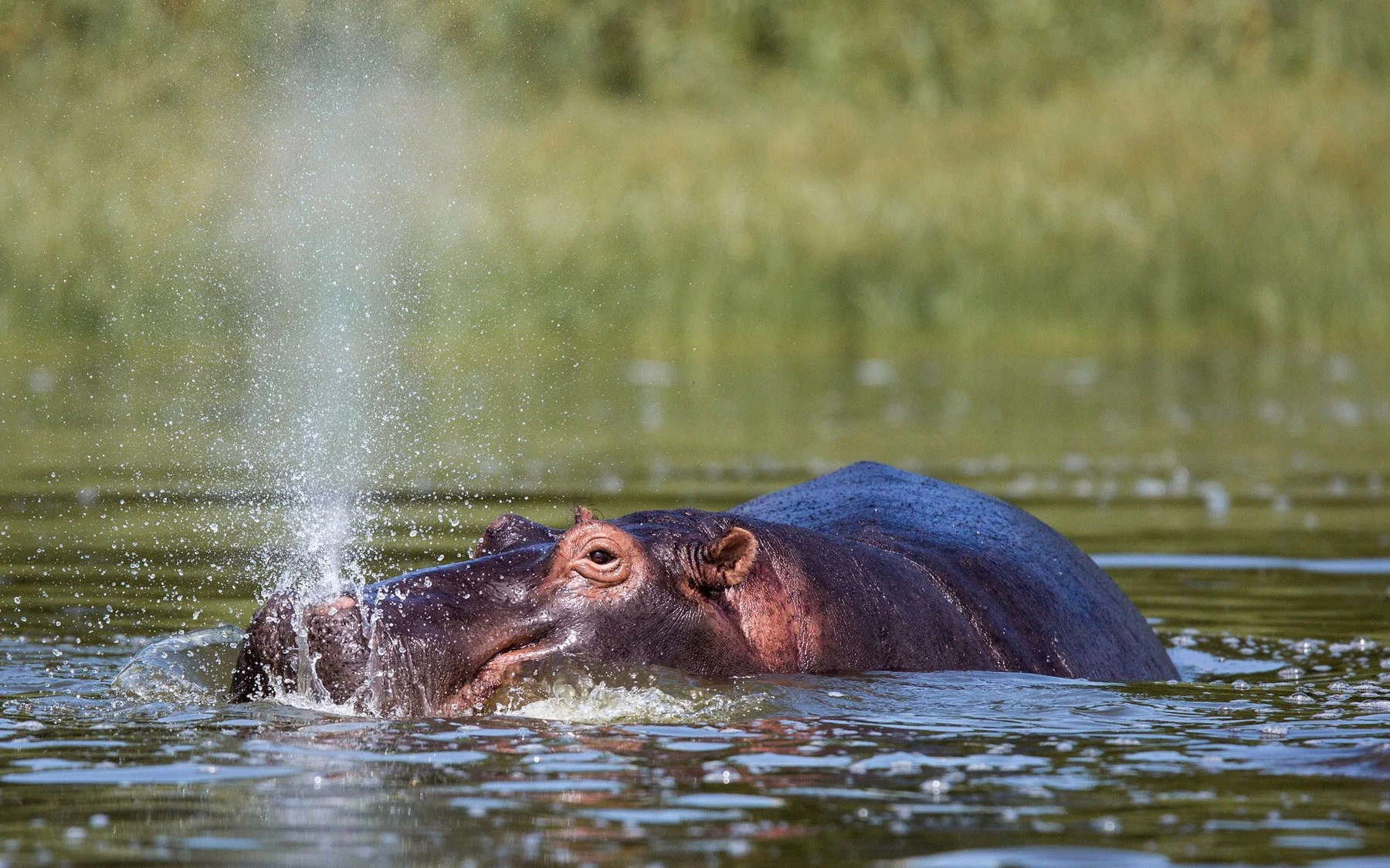 Nyungwe Wildlife