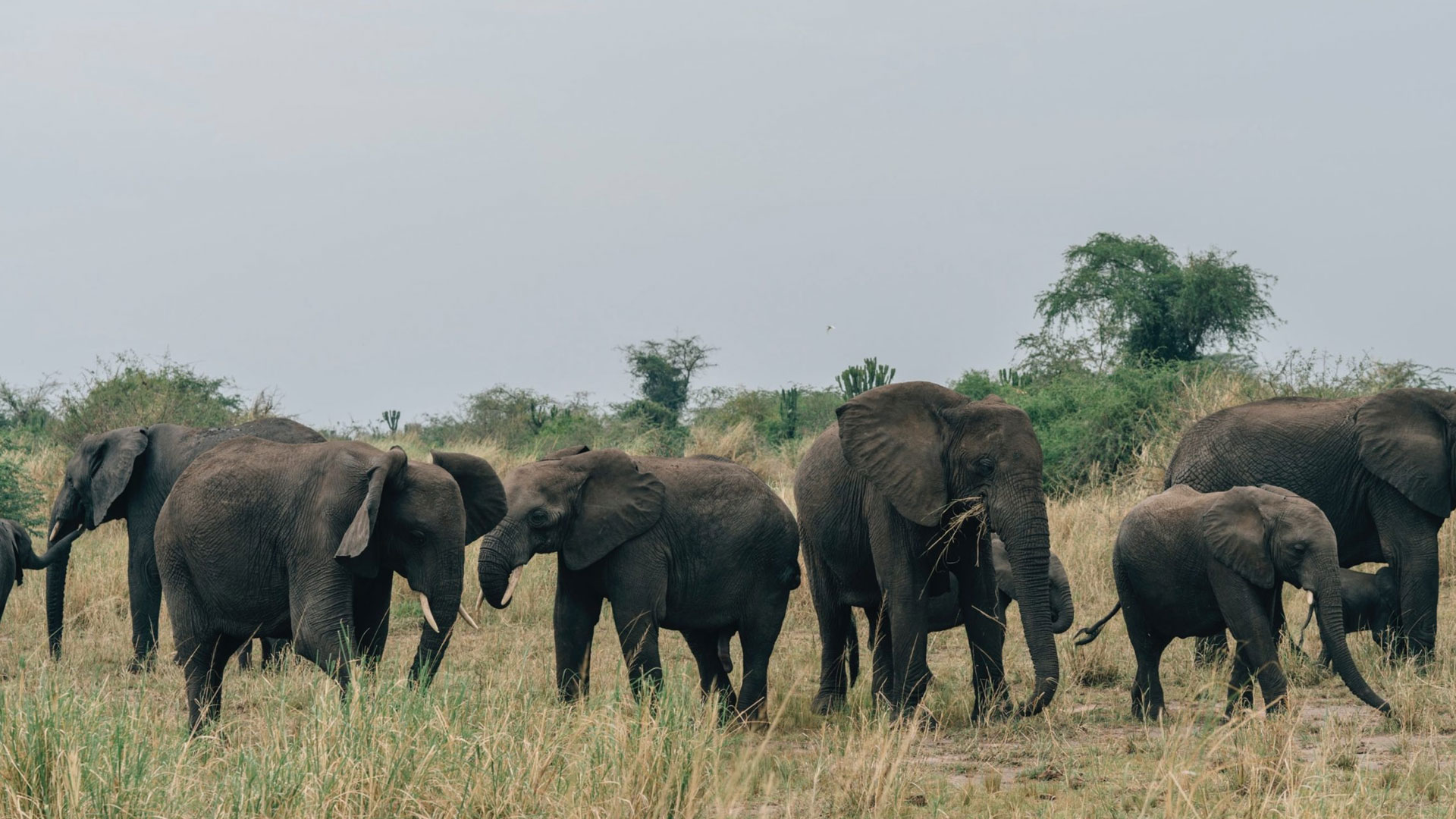 Queen Elizabeth National Park