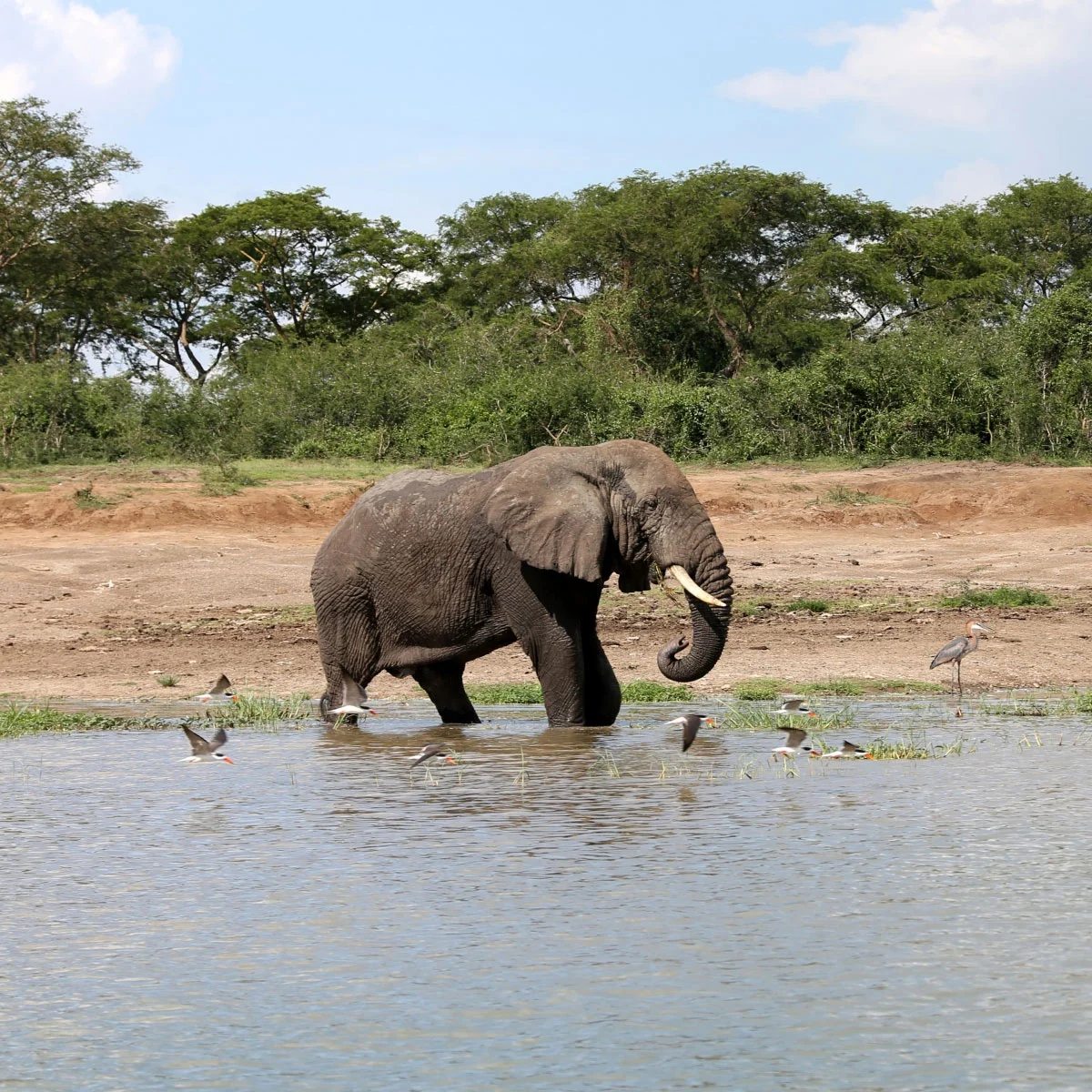 Queen Elizabeth National Park