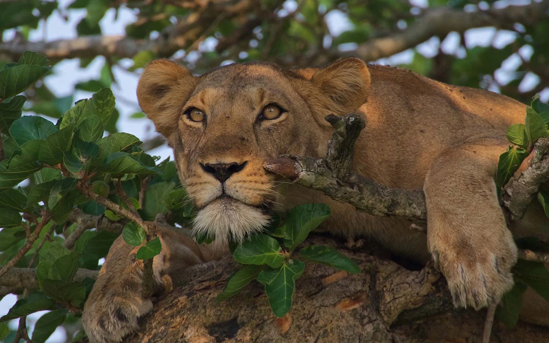 Queen Elizabeth Wildlife