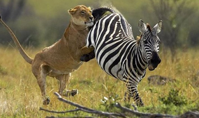 Samburu national reserve - Nairobi