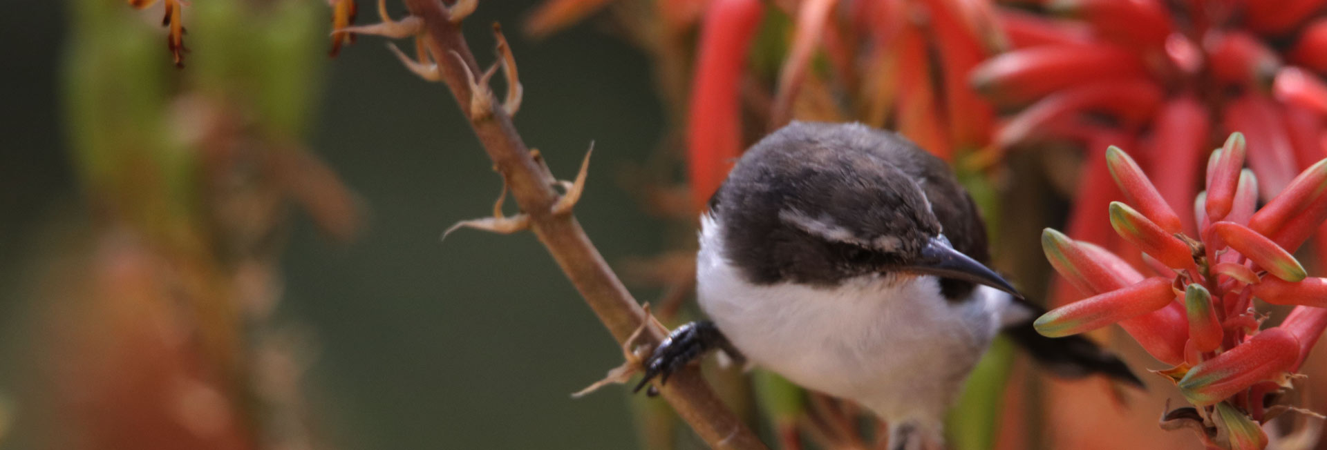 7 Days Tanzania Birding & Big Game Safari