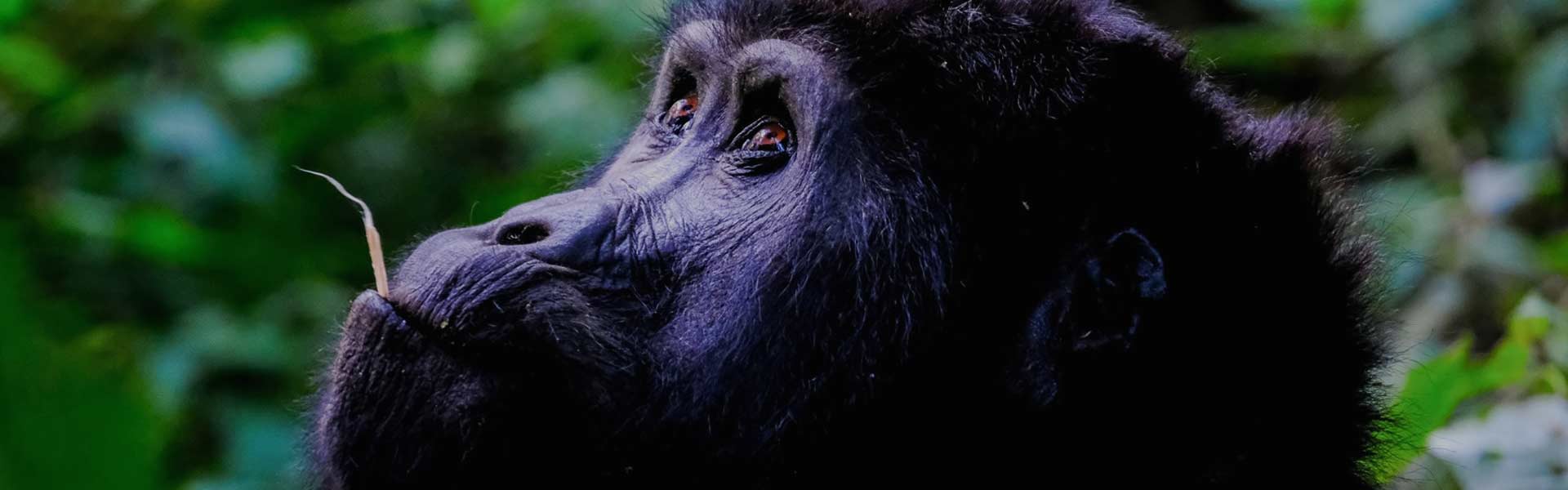 9 Days Akagera Nyungwe Experience