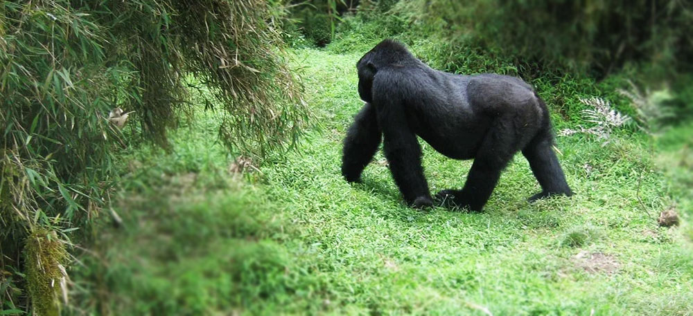 Kibale Forest-Queen Elizabeth National Park.