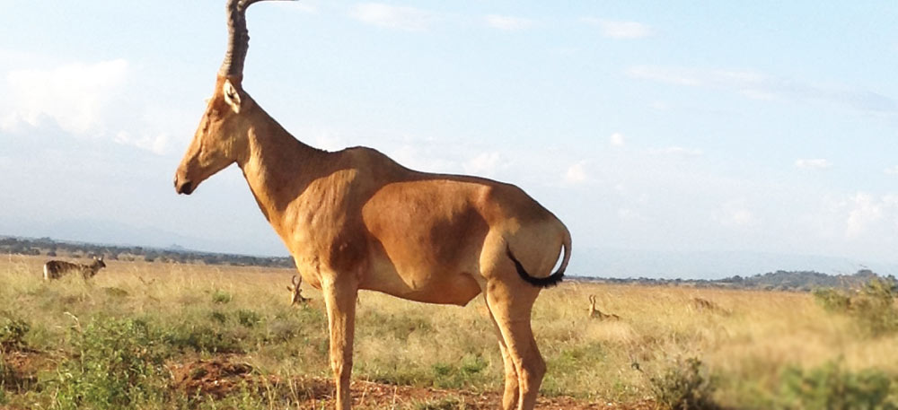 Game Drive & Boat Cruise along Kazinga Channel.