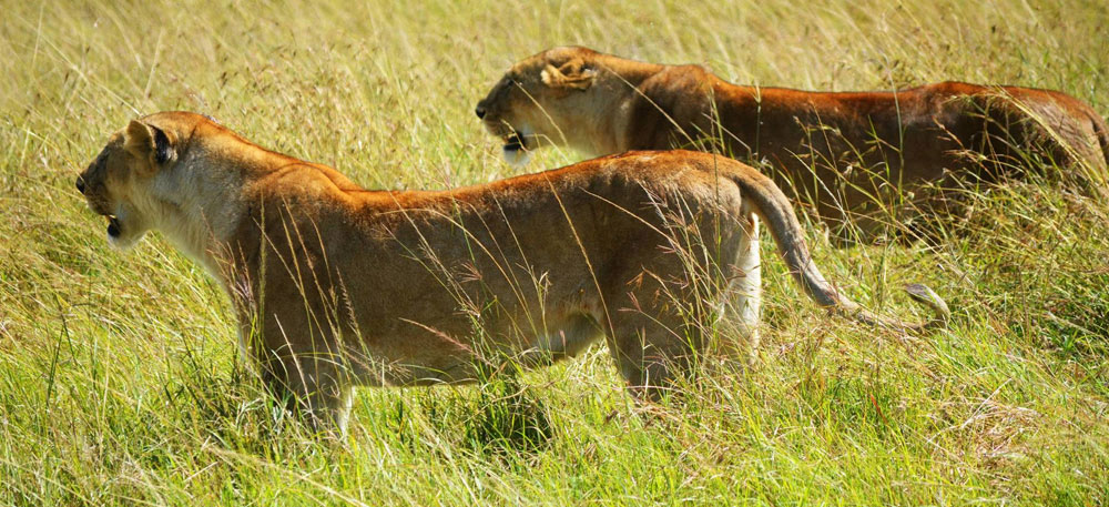 Ishasha Game Drive & Sundowner.
