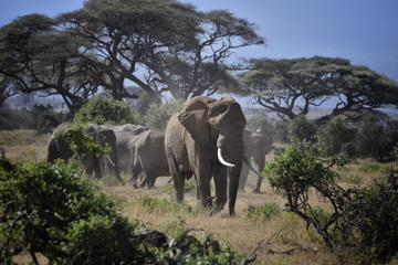 8 Days Kenya Spectacular Photography Safari