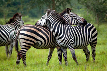 Bwindi Forest