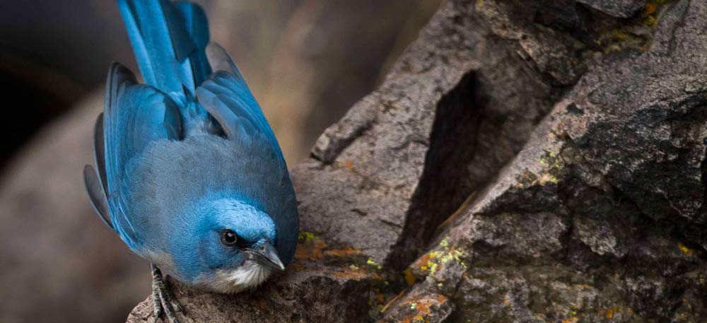 Naivasha - Maasai Mara Game Reserve