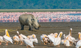 Full-day Amboseli