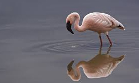 Amboseli - Naivasha