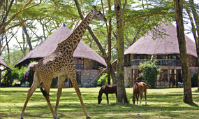 Maasai Mara Game Reserve