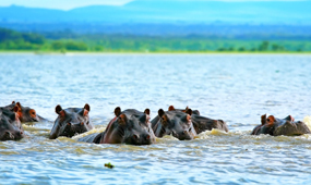 Maasai Mara Game Reserve - Nairobi