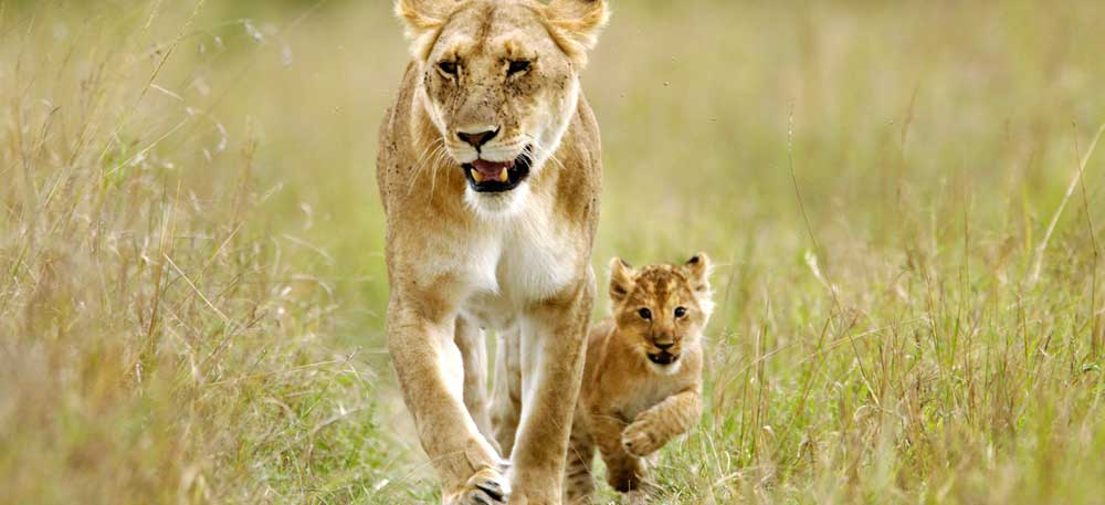 Full day Maasai Mara Game Reserve -Full Day Game drive