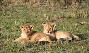 Ol-Pejeta Conservancy -Full day Game drive