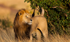 Samburu.