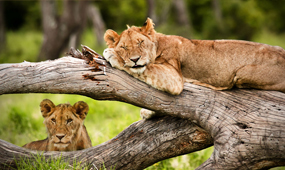 Samburu –Morning & Afternoon Game drives