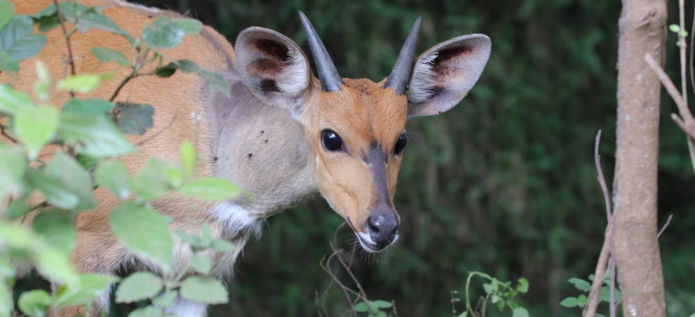 Maasai Mara Game Reserve