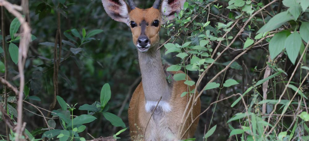 Full Day Maasai Mara Game Reserve