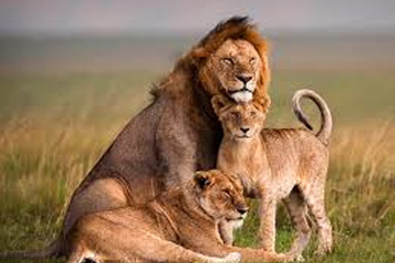 Full day in Amboseli National Park.