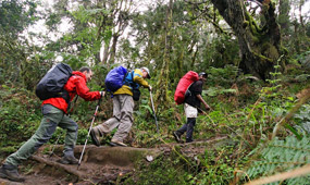 7 Days Kilimanjaro Climb - Marangu Route